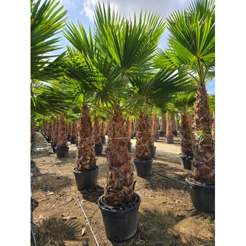 Washingtonia robusta tronco 120/140  -5*/-8*